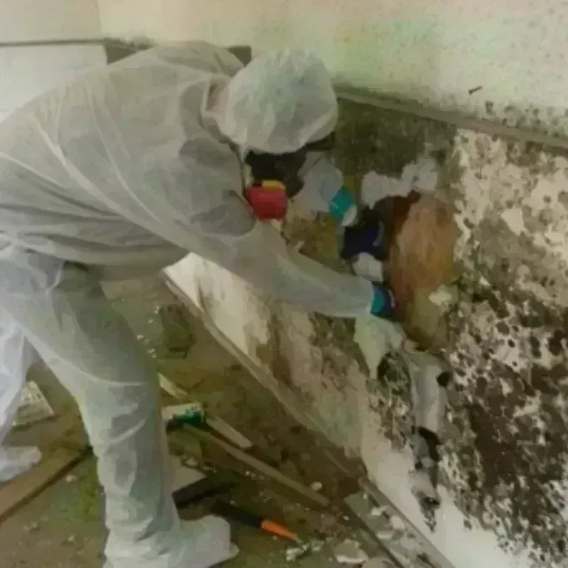 Mold Remediation and Removal in Lancaster, OH